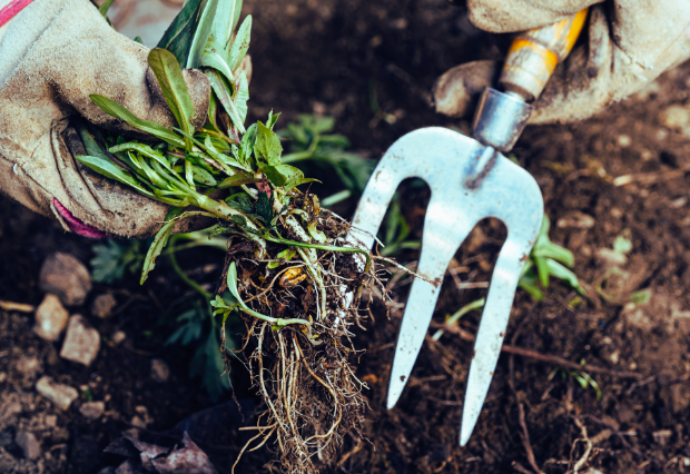 草抜き中の写真
